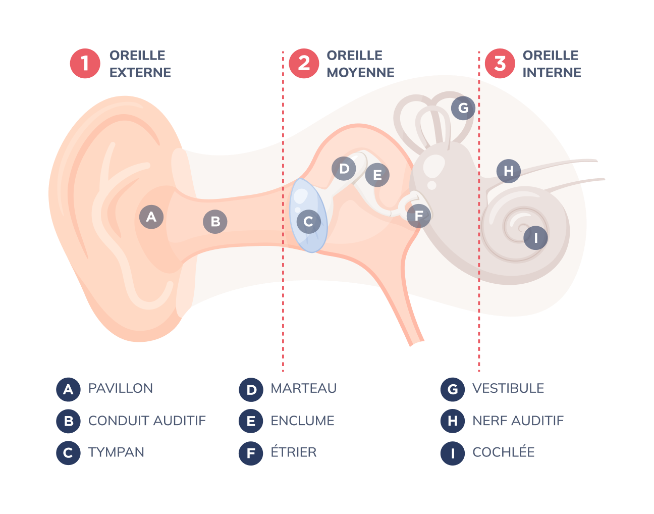 Anatomie de l'oreille